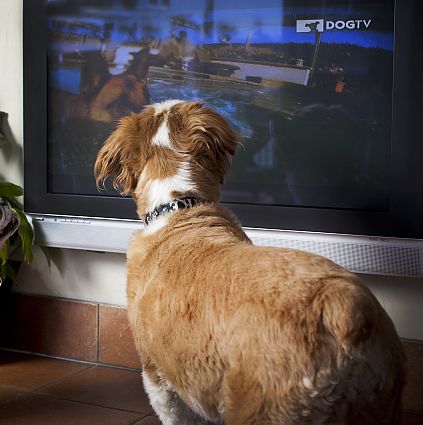 DogTV provides companionship for man’s best friend