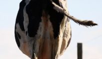 Illustration , cow , milk