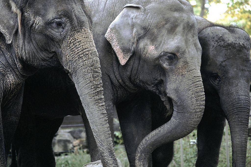 A $2 million gift from businessman David Rubenstein allow the Smithsonian's National Zoo to add this 3 Asian elephant herd Courtesy of Bill Quayle,    Calgary Zoo