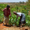 smallholder farmers in Kenya, Africa
