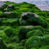 Algae health