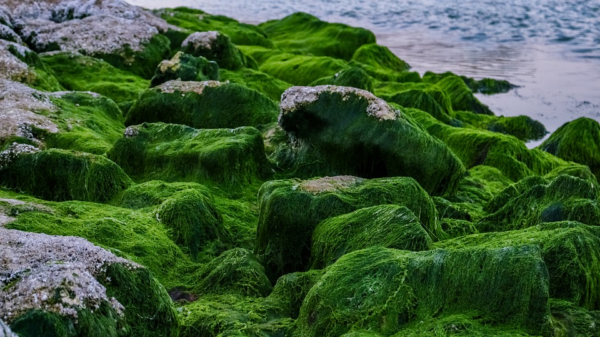 Algae health