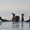 Dead Sea
