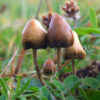 Psilocybe semilanceata magic mushrooms - Wikipedia