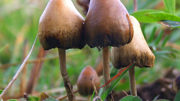 Psilocybe semilanceata magic mushrooms - Wikipedia