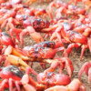 crabs in Australia