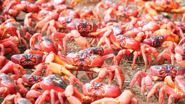 crabs in Australia