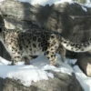Three snow leopards at the Lincoln Children's Zoo died from COVID-19. Lincoln Children's Zoo