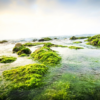 Extract Electricity From Seaweed