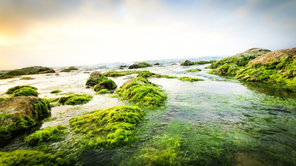 Extract Electricity From Seaweed