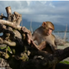 A monkey on after Hurricane Maria disaster