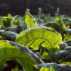cultured meat with tobacco plants