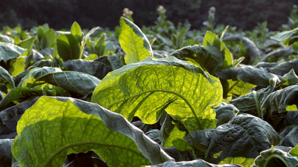 cultured meat with tobacco plants