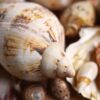 seashells scallops
