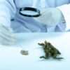 Why Israel Became a HotBed for Cannabis Research?