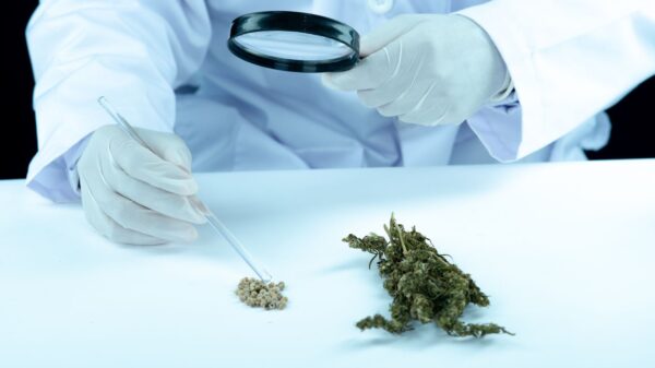 Why Israel Became a HotBed for Cannabis Research?
