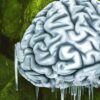 brain