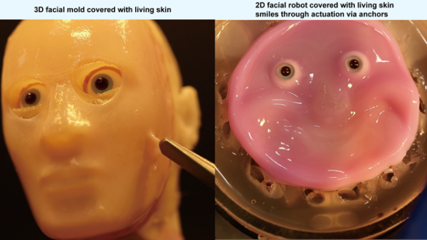 2D or 3D of methods to bind skin tissue to solid structures