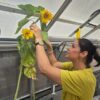 sunflowers